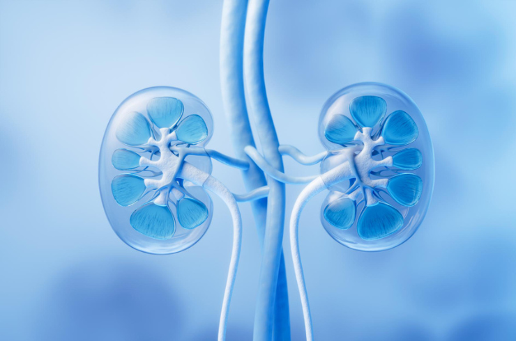 Kidney transplantation